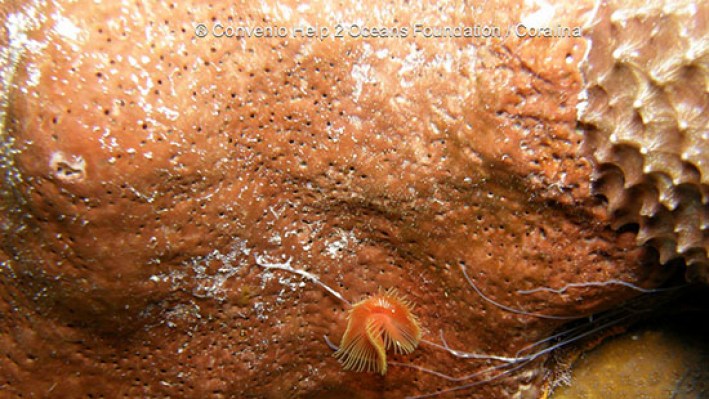 Tube worms (153)-2